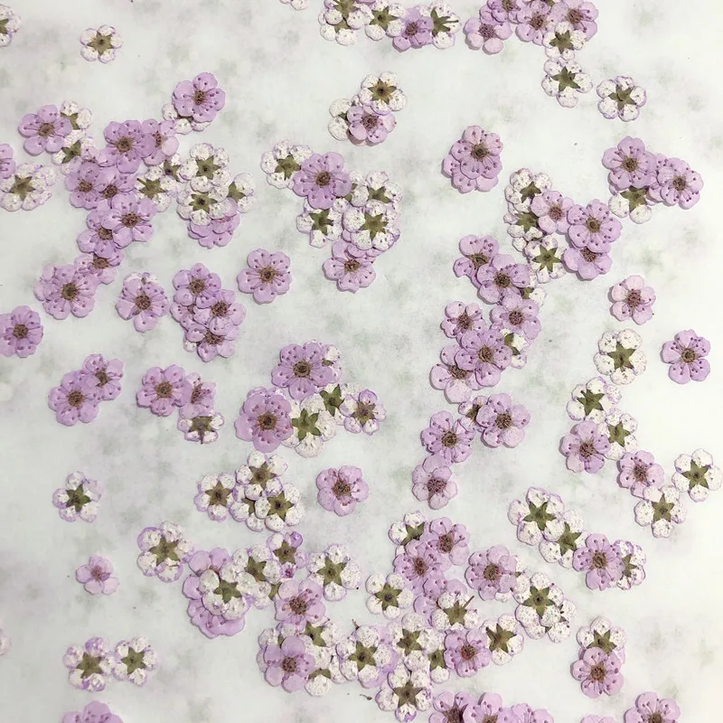 Dried Flower Pressed - Geperste Mini Narcissus Gedroogde Bloem Kleine