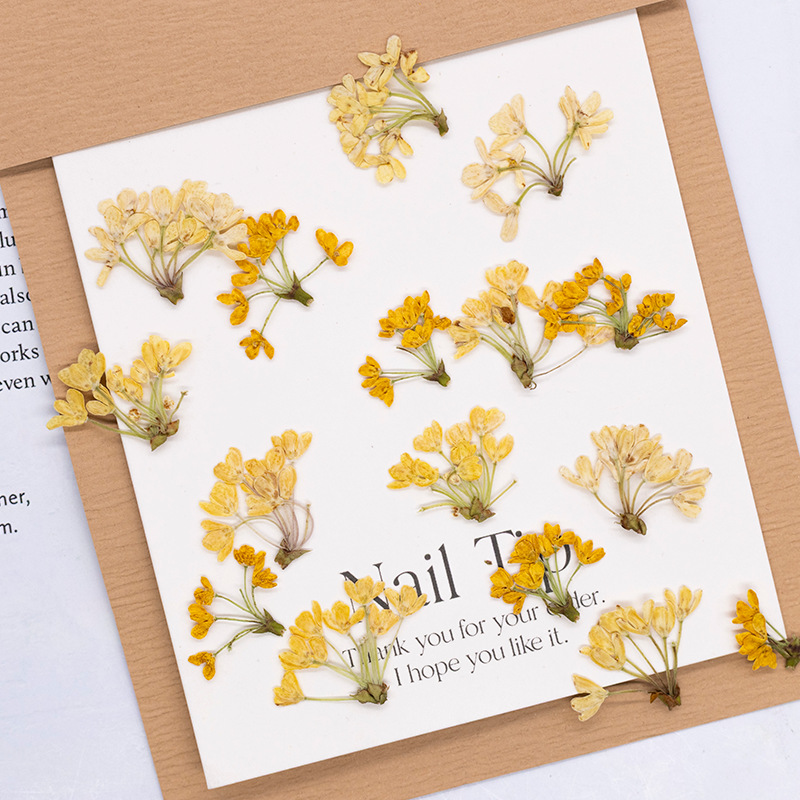 Dried Flower Pressed - 24 stuks, natuurlijke echte geperste bloemen,