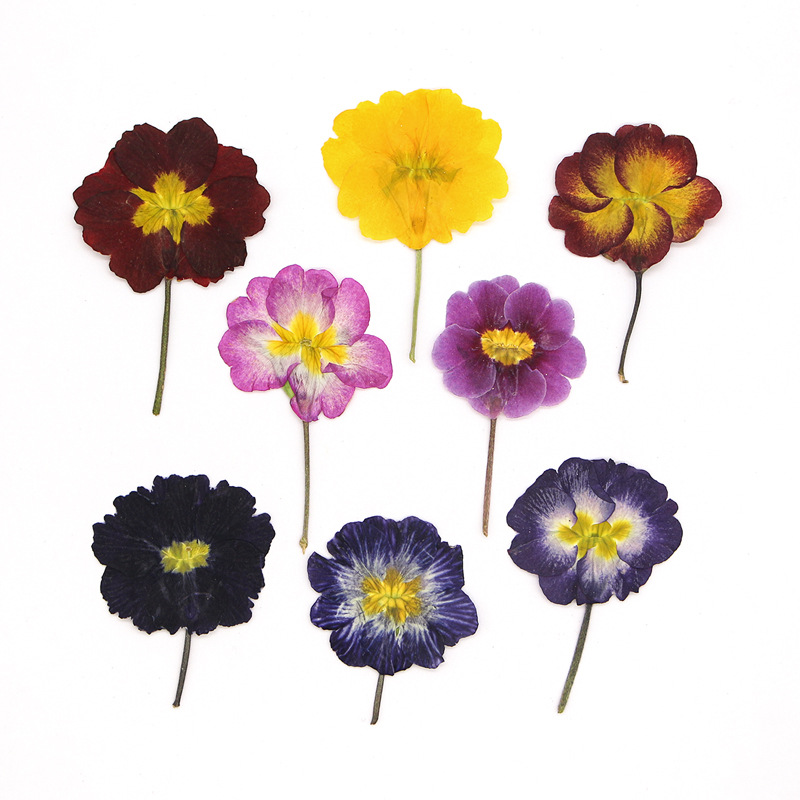 Dried Flower Pressed - 48 stuks Europese Primrose gedroogde bloemen,