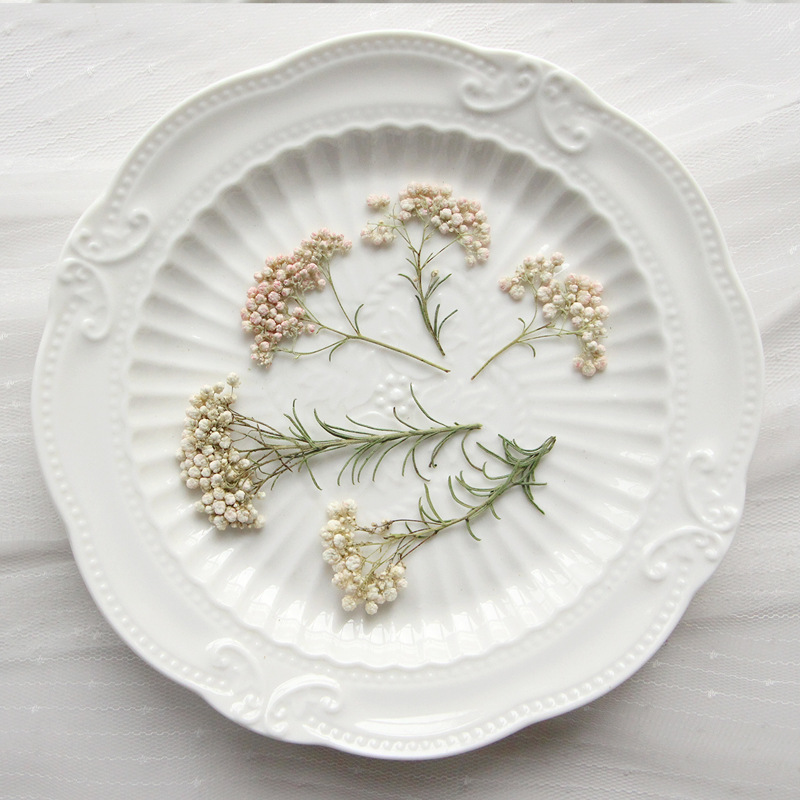Dried Flower Pressed - 12 stuks, natuurlijke gierstbloemtakken, geperste gedroogde