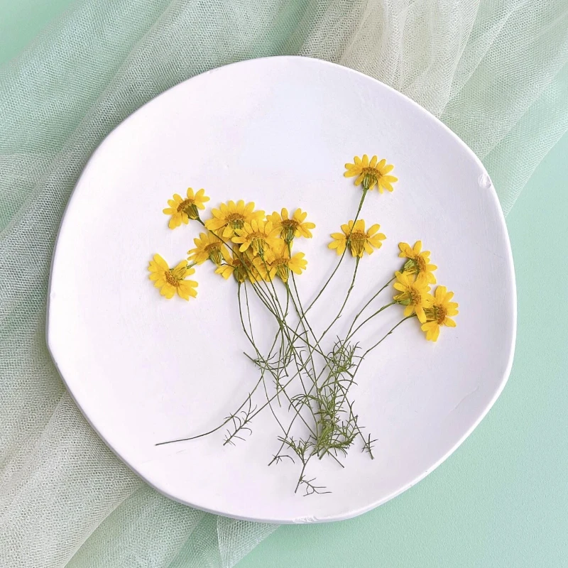 Dried Flower Pressed - 6-10 cm/24 stuks, natuurgeperste chrysant, echte