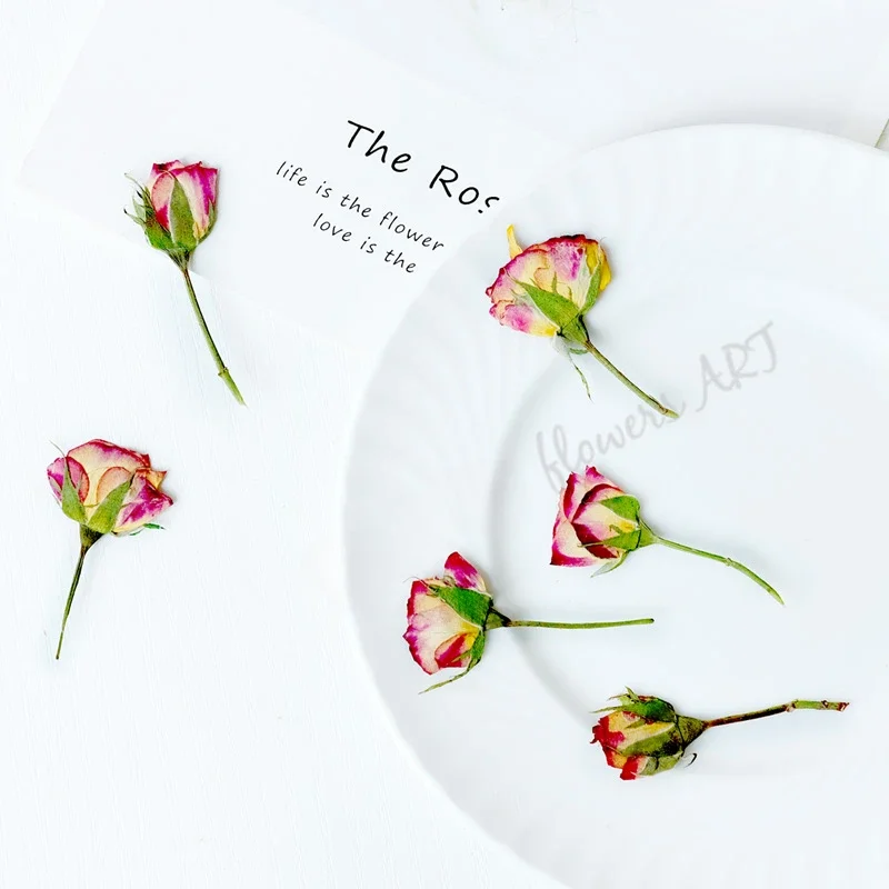 Geperste rozenknop bloemblaadj - Dried Flower Pressed recensie en prijs