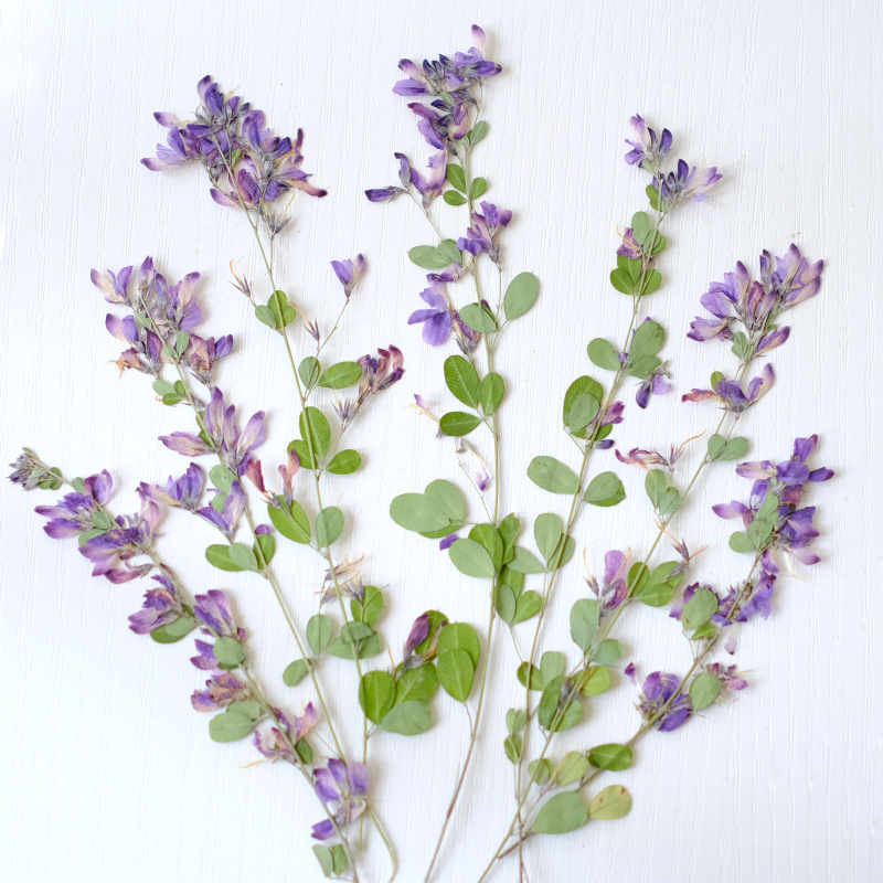 6 stuks, natuurlijke Lespedeza - Dried Flower Pressed recensie en prijs