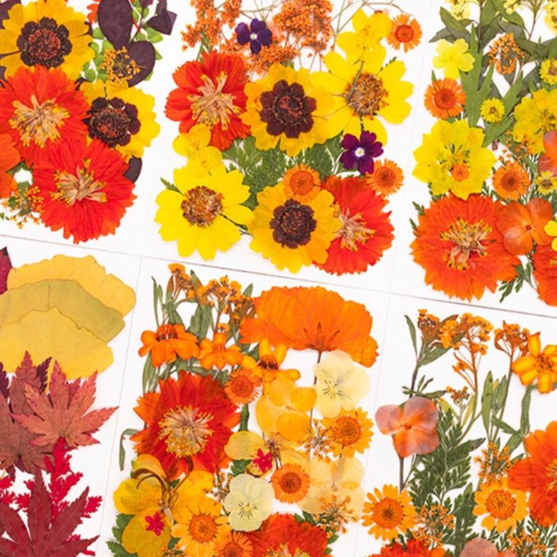 Gedroogde geperste bloem voor  - Dried Flower Pressed recensie en prijs