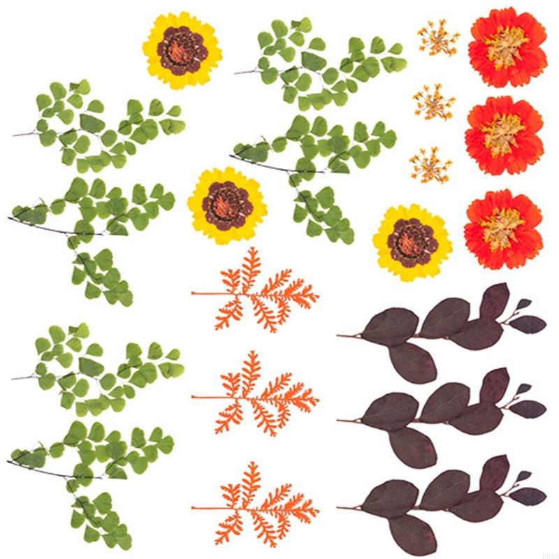 Gedroogde geperste bloem voor  - Dried Flower Pressed recensie en prijs