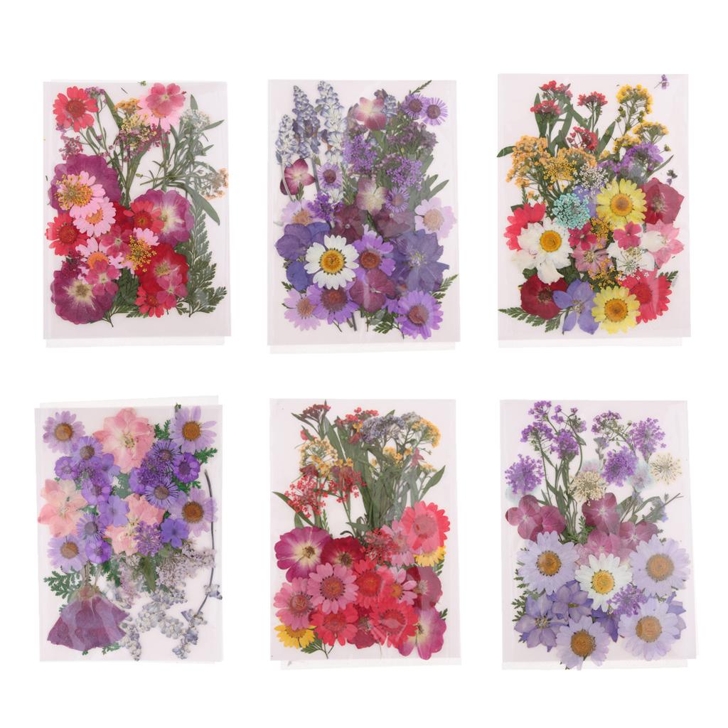 Natuurlijk geperste gedroogde  - Dried Flower Pressed recensie en prijs