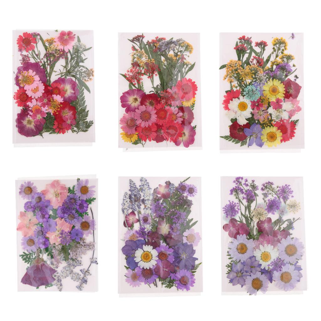 Natuurlijk geperste gedroogde  - Dried Flower Pressed recensie en prijs