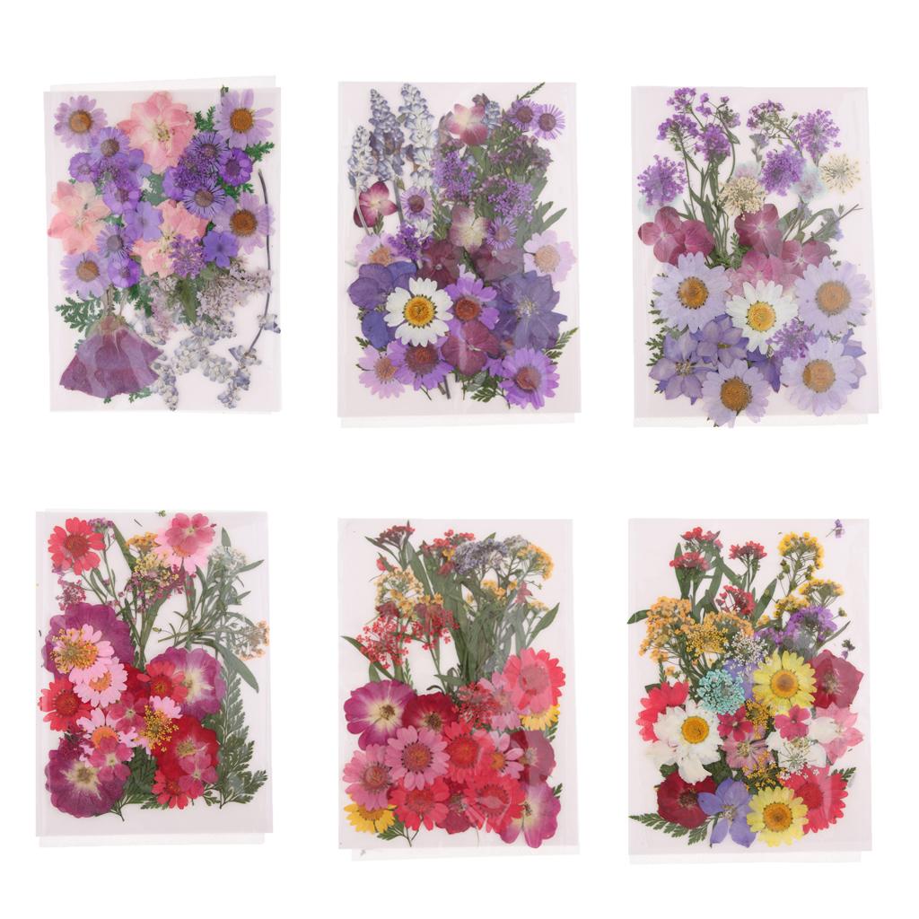 Natuurlijk geperste gedroogde  - Dried Flower Pressed recensie en prijs