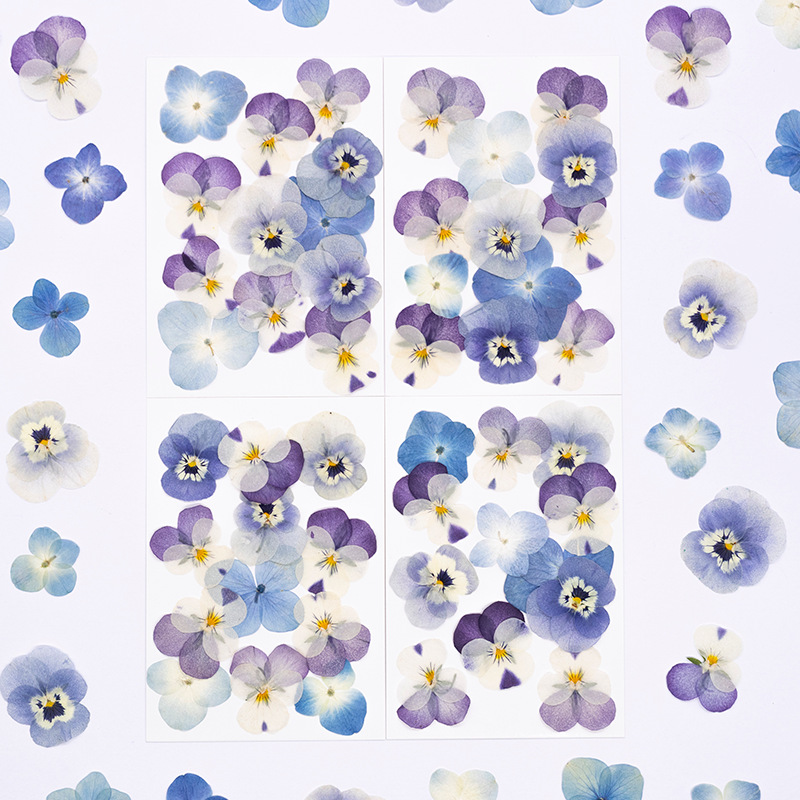 12 Stuks, Echte Viola Cornuta  - Dried Flower Pressed recensie en prijs