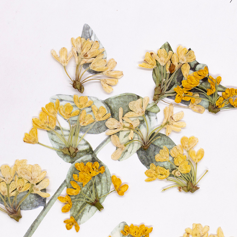 24 stuks, natuurlijke echte ge - Dried Flower Pressed recensie en prijs