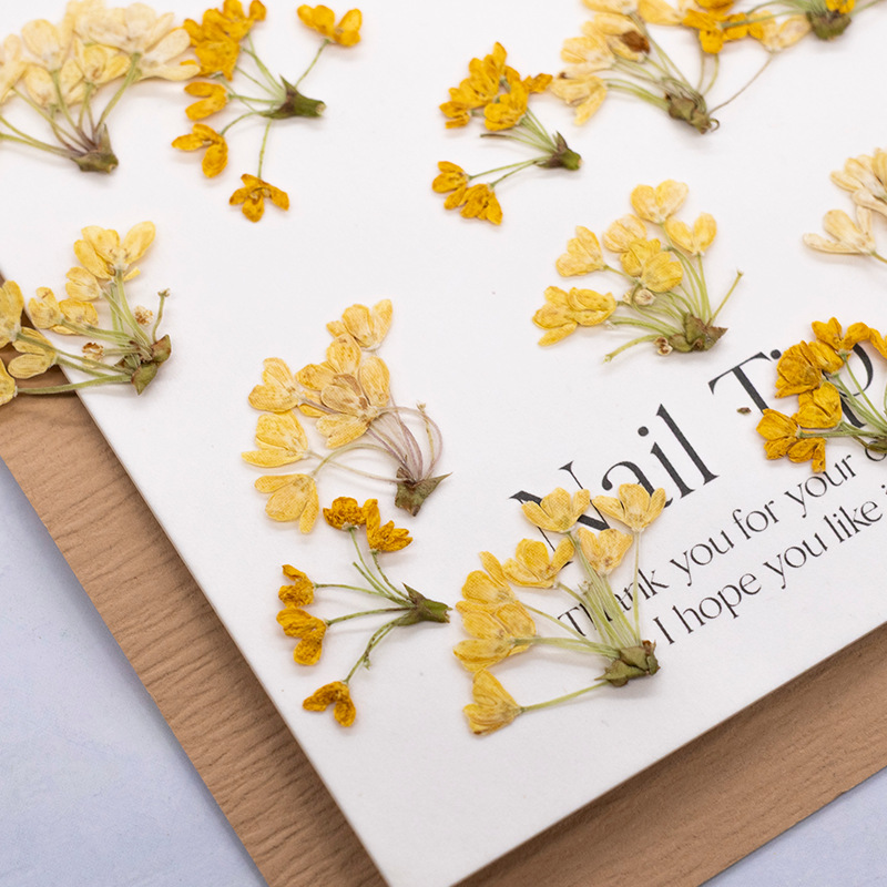 24 stuks, natuurlijke echte ge - Dried Flower Pressed recensie en prijs