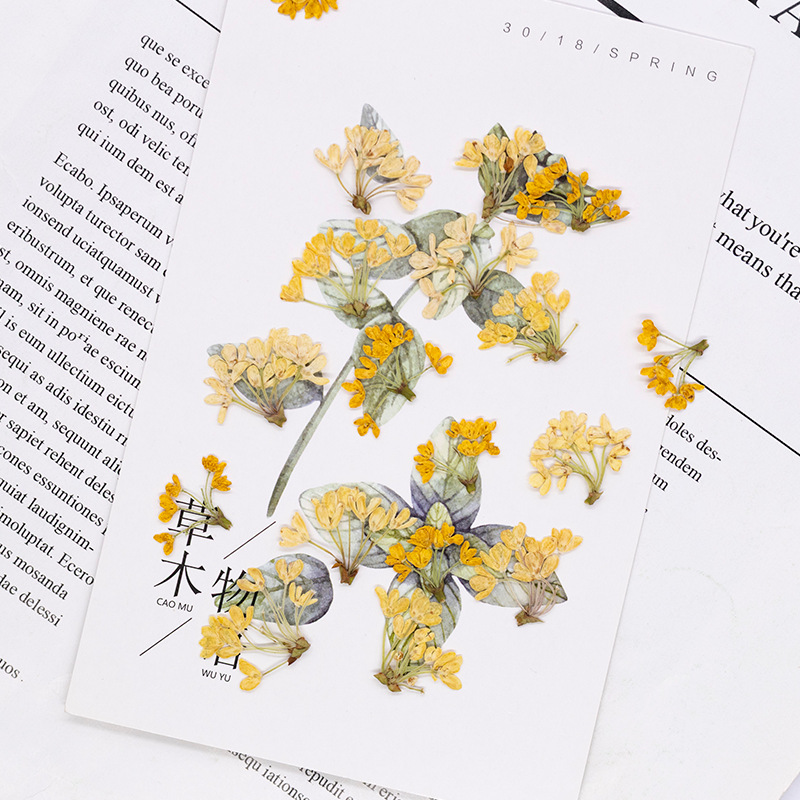24 stuks, natuurlijke echte ge - Dried Flower Pressed recensie en prijs