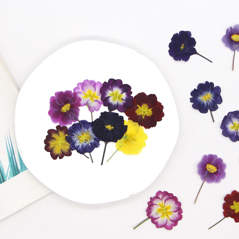 48 stuks Europese Primrose ged - Dried Flower Pressed recensie en prijs