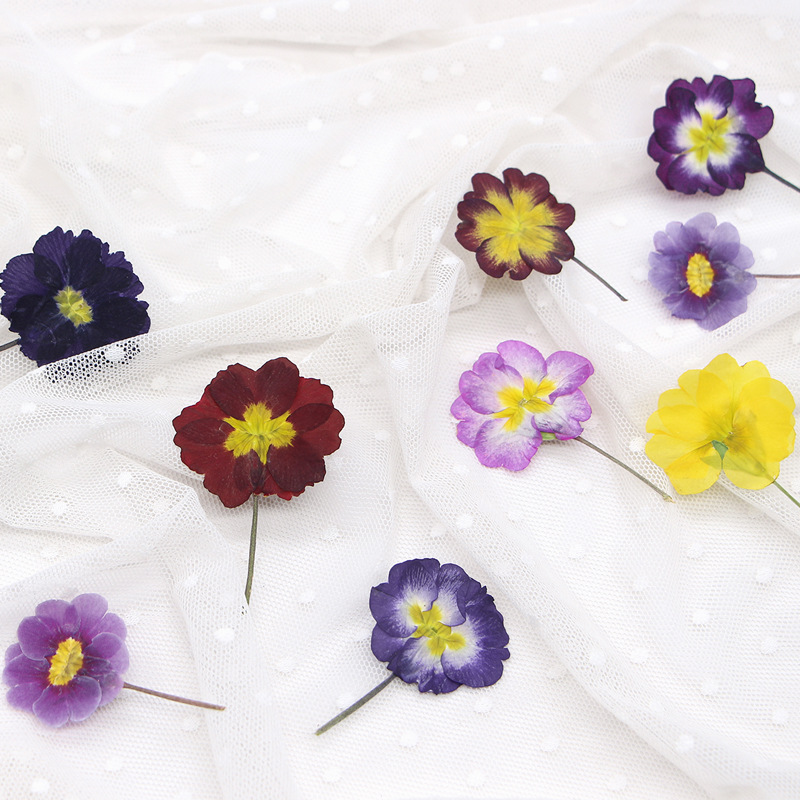 48 stuks Europese Primrose ged - Dried Flower Pressed recensie en prijs