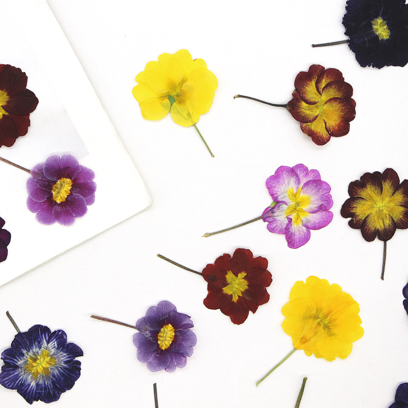 48 stuks Europese Primrose ged - Dried Flower Pressed recensie en prijs