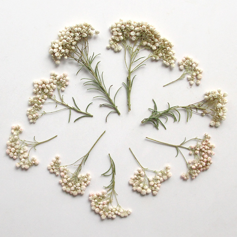 12 stuks, natuurlijke gierstbl - Dried Flower Pressed recensie en prijs