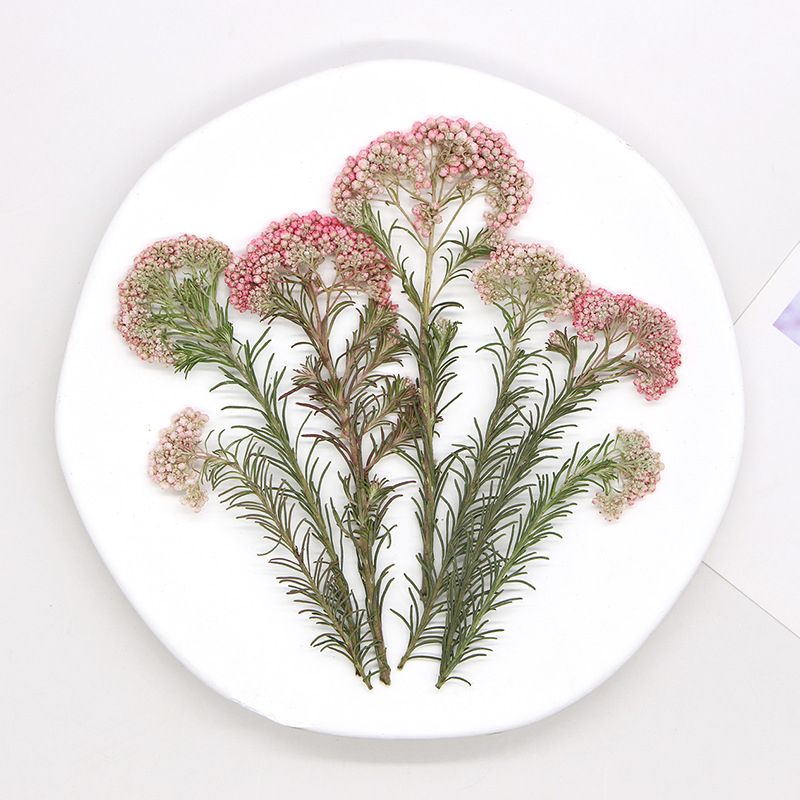 12 stuks, natuurlijke gierstbl - Dried Flower Pressed recensie en prijs