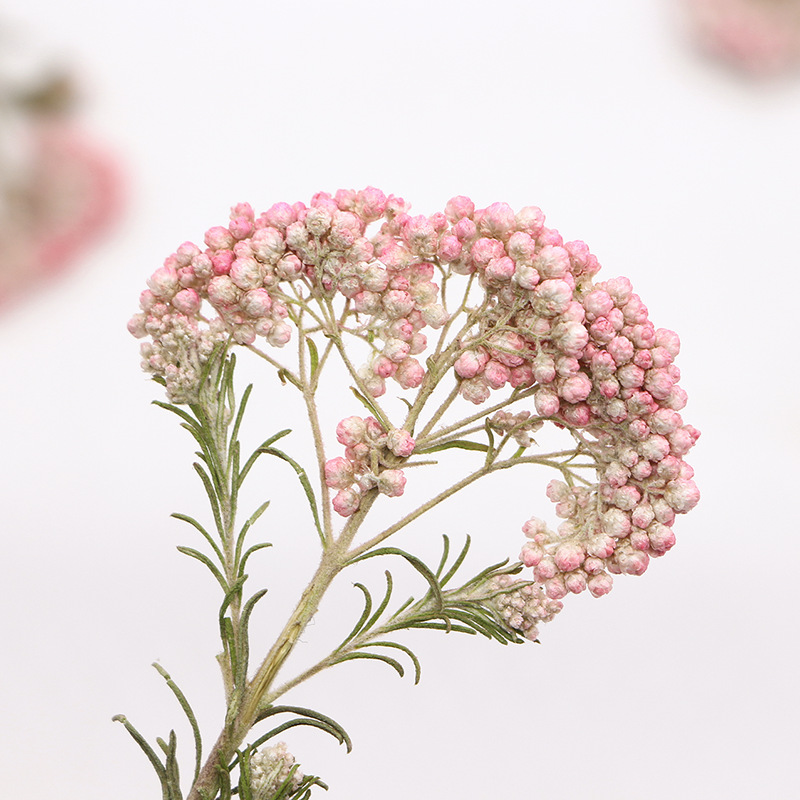 12 stuks, natuurlijke gierstbl - Dried Flower Pressed recensie en prijs