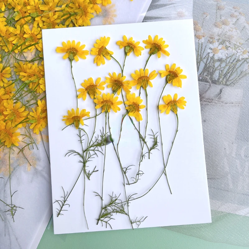 6-10 cm/24 stuks, natuurgepers - Dried Flower Pressed recensie en prijs
