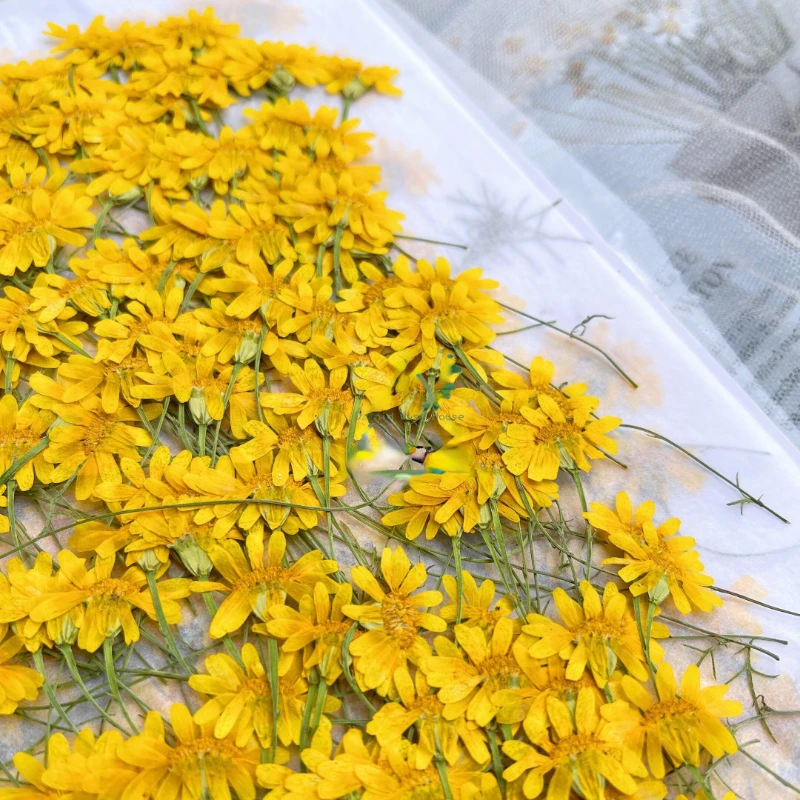 6-10 cm/24 stuks, natuurgepers - Dried Flower Pressed recensie en prijs