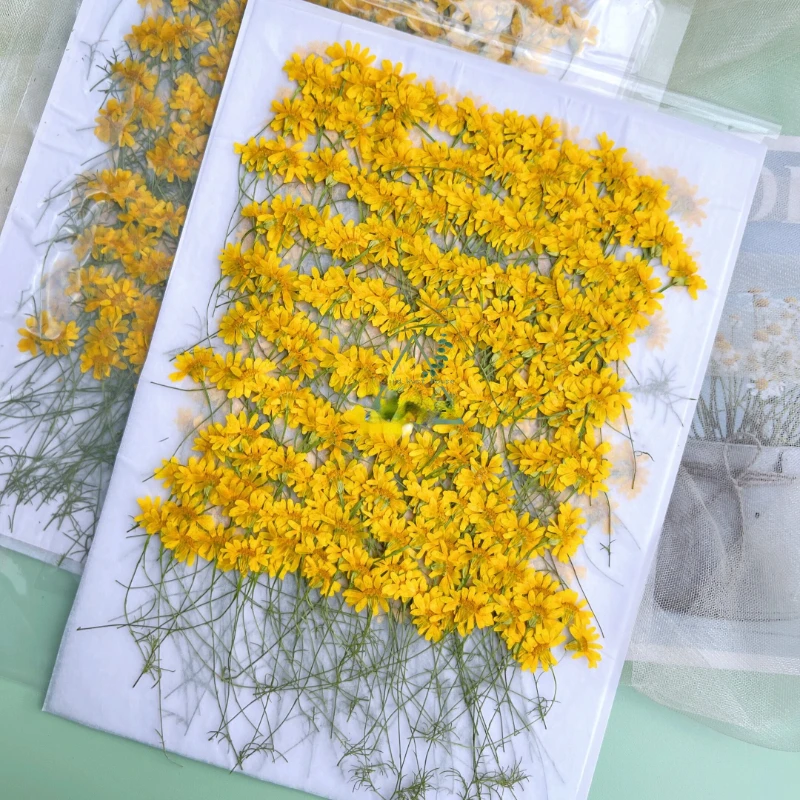6-10 cm/24 stuks, natuurgepers - Dried Flower Pressed recensie en prijs