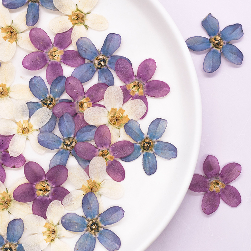 12 stuks, geperste blauwe ster - Dried Flower Pressed recensie en prijs