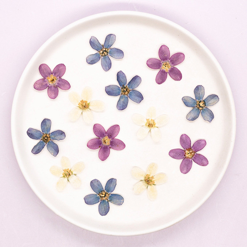 12 stuks, geperste blauwe ster - Dried Flower Pressed recensie en prijs