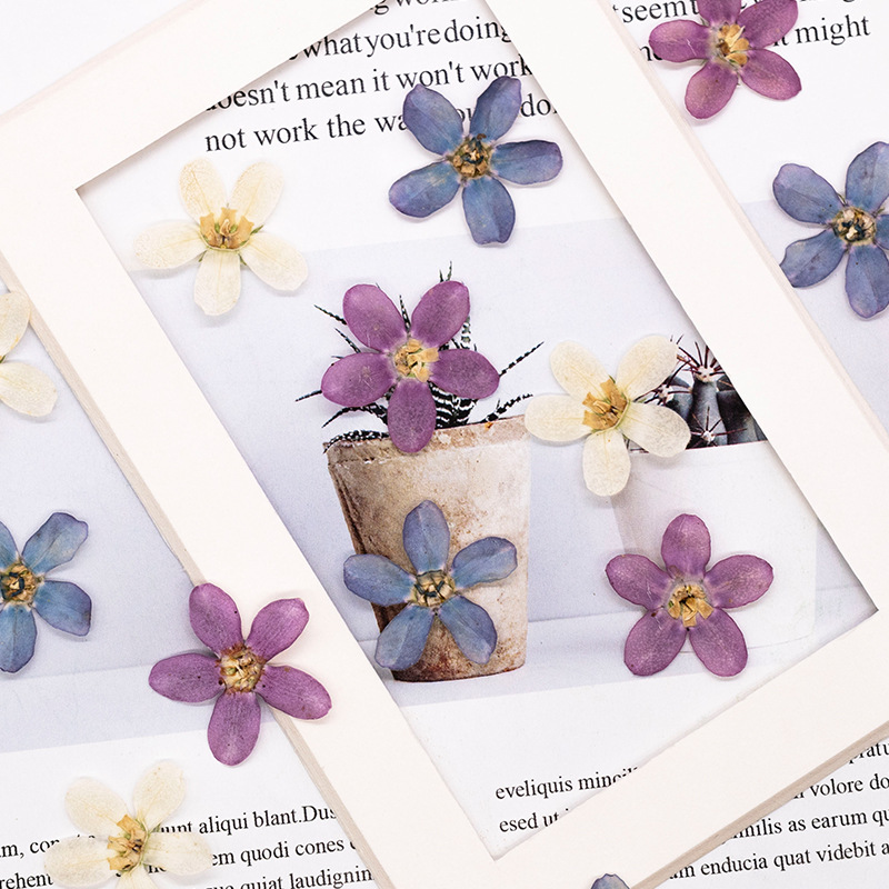 12 stuks, geperste blauwe ster - Dried Flower Pressed recensie en prijs