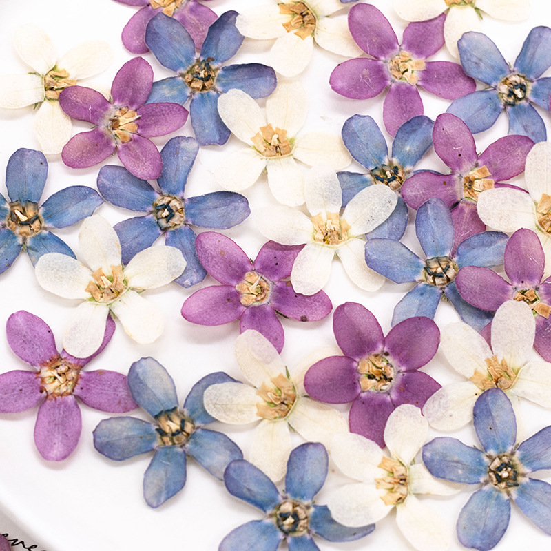 12 stuks, geperste blauwe ster - Dried Flower Pressed recensie en prijs