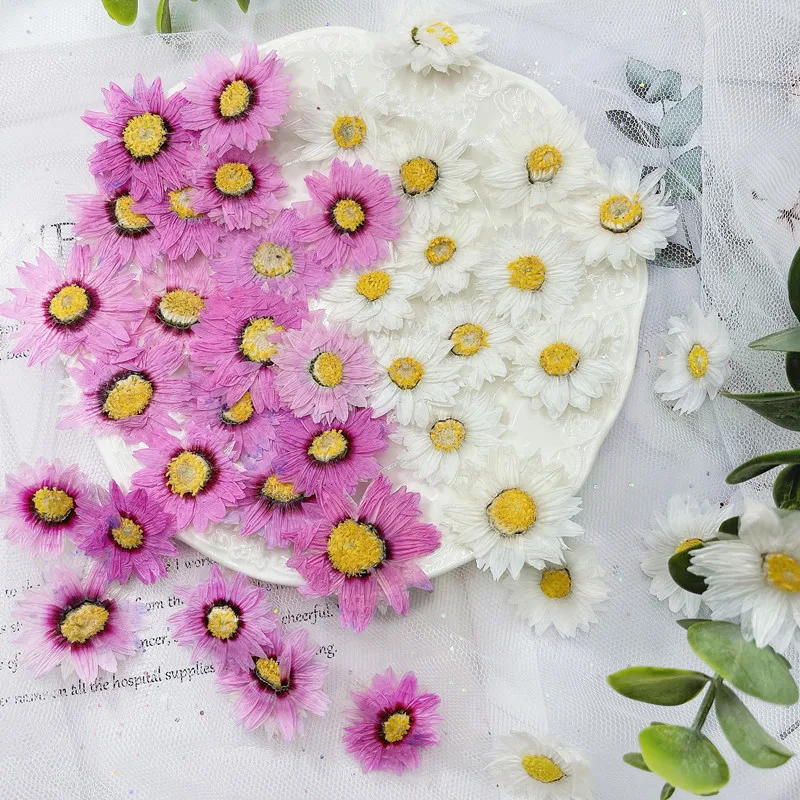 24Pcs/2-4Cm, Natuurlijke Geper - Dried Flower Pressed recensie en prijs