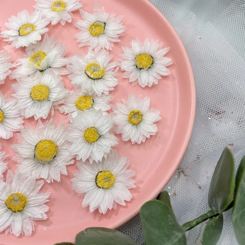 24Pcs/2-4Cm, Natuurlijke Geper - Dried Flower Pressed recensie en prijs