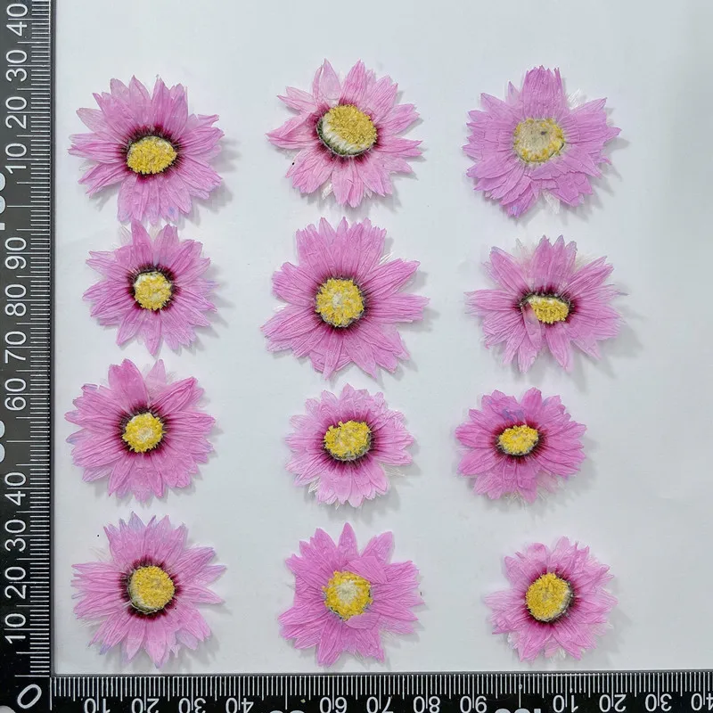 24Pcs/2-4Cm, Natuurlijke Geper - Dried Flower Pressed recensie en prijs