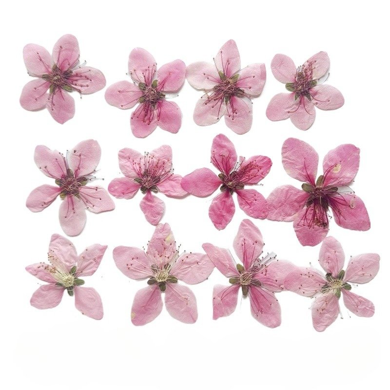 12 stuks, natuurlijke perzikbl - Dried Flower Pressed recensie en prijs