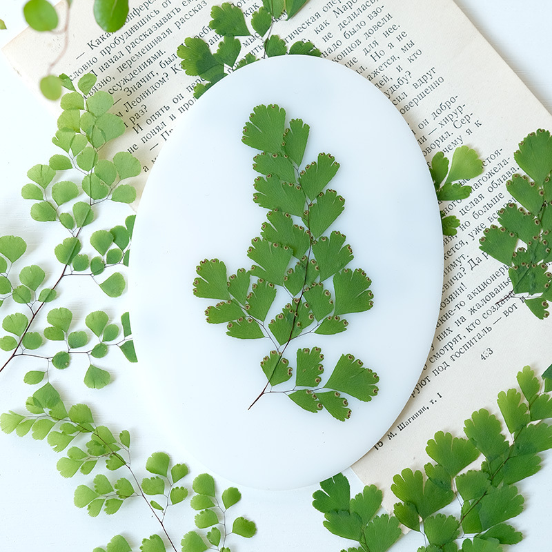 60 stuks natuurlijke planten e - Dried Flower Pressed recensie en prijs