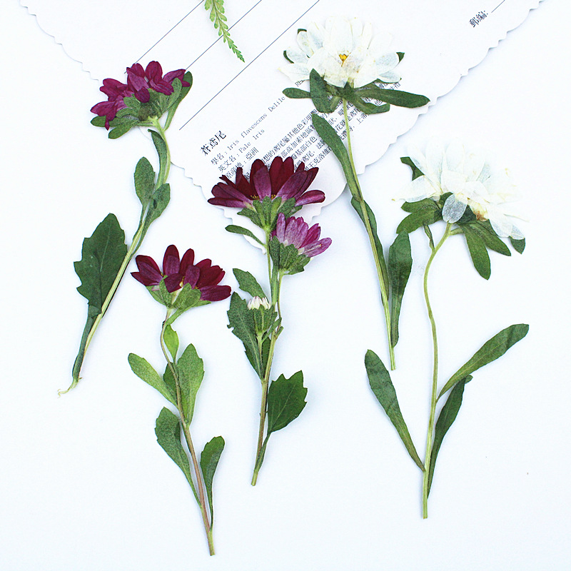 24 stuks, Mini Chrysant Gepers - Dried Flower Pressed recensie en prijs